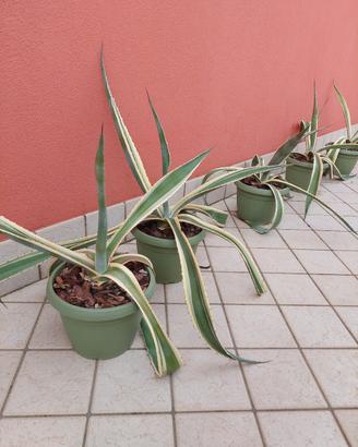 agave variegata 