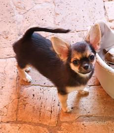 Cucciolo chihuahua pedigree
