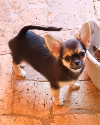 Cucciolo chihuahua pedigree
