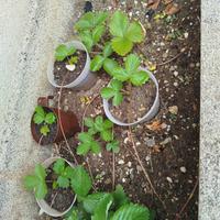 piantine fragole selvatiche