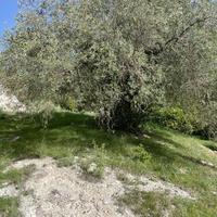 Terreno agricolo agrumeto