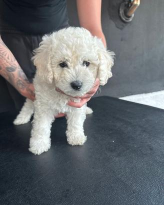Cuccioli maltipoo disponibile