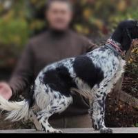 Setter femmina - 6 anni - Pedigree - Pronta caccia
