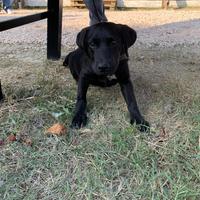 Femmina labrador nera adulta