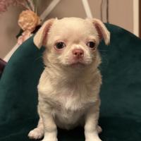 Chihuahua femmina pedigree
