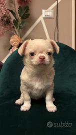 Chihuahua femmina pedigree