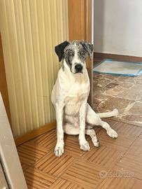 Cane molosso 
