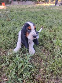 Bassethound