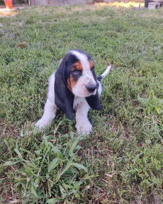 Bassethound