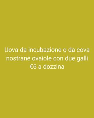 Pulcini