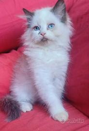 Ragdoll
