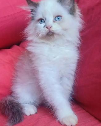 Ragdoll