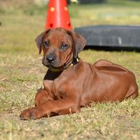 Cucciola di Rhodesian Ridgeback