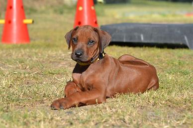 Cucciola di Rhodesian Ridgeback