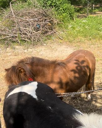 Pony