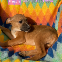 Freccia: cucciola di 2 mesi giocherellona