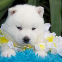 Siberian Husky strepitosi maschietti pedigree Enci