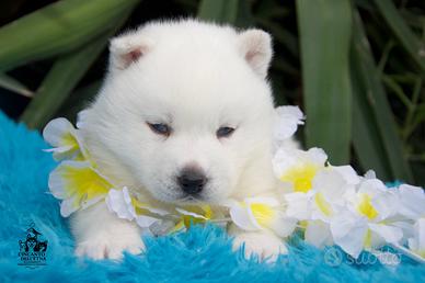 Siberian Husky strepitosi maschietti pedigree Enci
