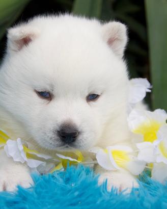 Siberian Husky strepitosi maschietti pedigree Enci