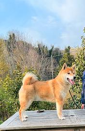 Shiba inu maschio