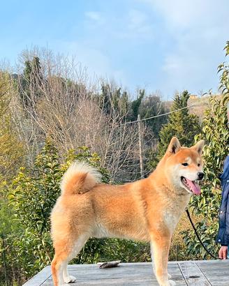 Shiba inu maschio