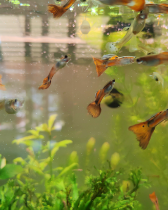 Guppy