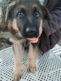 Cucciolo pastore tedesco