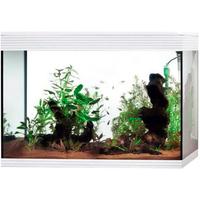 acquario