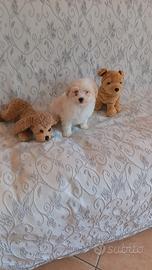 Maltipoo