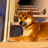 Shiba Inu disponibile per monta