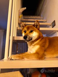 Shiba Inu disponibile per monta