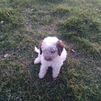 Cuccioli lagotto romagnolo