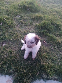 Cuccioli lagotto romagnolo