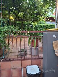 Bellissime piante x giardino