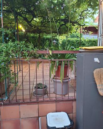 Bellissime piante x giardino