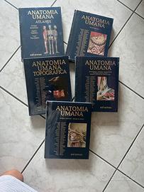 Anatomia Umana Edi-Ermes nuovi