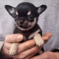 Cucciola chihuahua