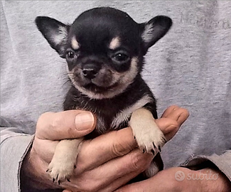 Cucciola chihuahua