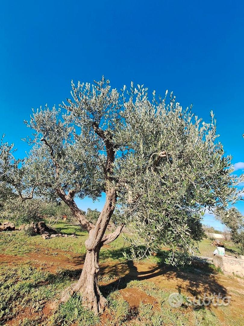 Terreno agricolo - Vista 4