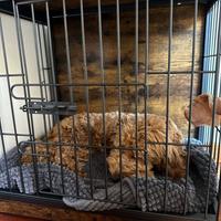 Kennel