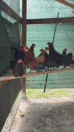 Galline Aracauna e oliver