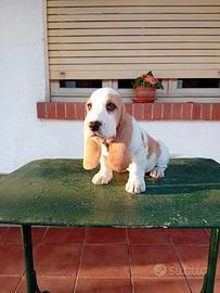 Cuccioli bassethound basset hound