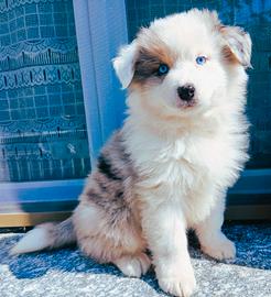 Cucciolo di pastore Australiano occhi azzurri