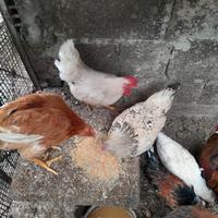 Galli e galline normali e nane