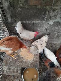 Galli e galline normali e nane