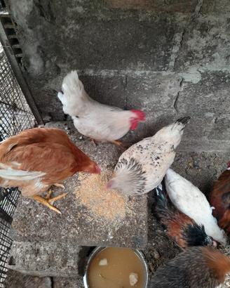 Galli e galline normali e nane