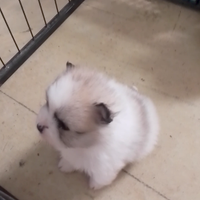 Cuccioli volpino di pomerania