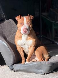 American pit bull terrier