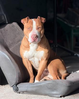 American pit bull terrier