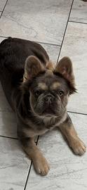 Bulldog francese fluffy esotico